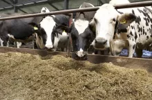 Łupiny cebuli, dodane do paszy dla krów mlecznych, pomagają ograniczyć emisję metanu.