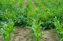 Jaki oprysk na chwasty w kukurydzy powschodowo?