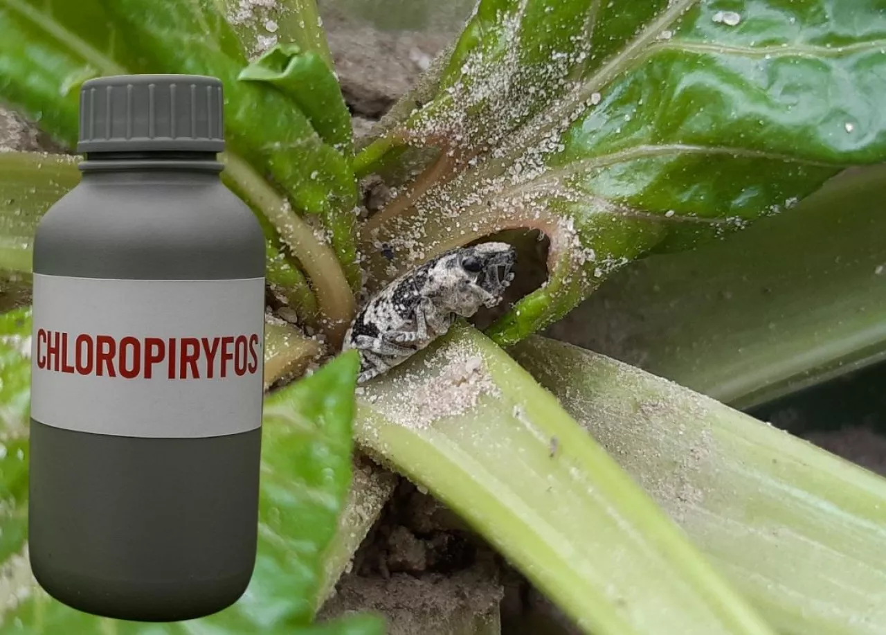 szarek komośnik, chloropiryfos