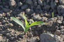 Kukurydza po przymrozku z częściowo uszkodzonymi liśćmi.