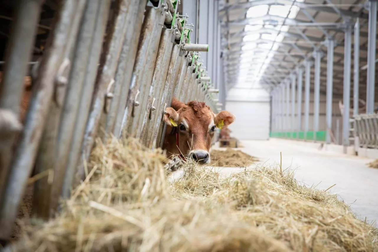Od marca na Węgrzech wykryto pięć ognisk pryszczycy, z czego ostatnie było potwierdzone w gospodarstwie utrzymującym 600 krów mlecznych.