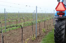 Na koniec marca 2025 r. mieliśmy w Polsce 673 plantatorów, którzy uprawiali winorośl na powierzchni 1023 ha