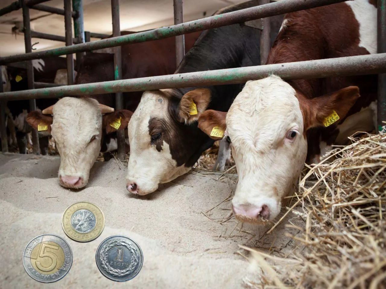 Dobrostan zwierząt: startują wypłaty za 2024 rok. Są oficjalne stawki dopłat