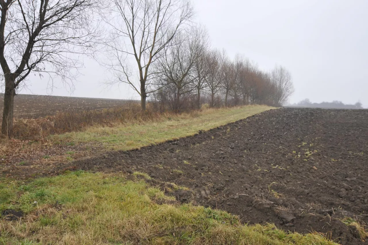 zadrzewienia śródpolne