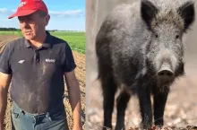 dziki niszczą uprawy kukurydzy