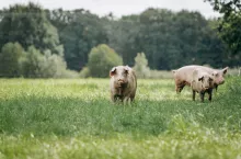 Zgłoszenie wypasu kulturowego