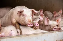 Oprócz bieżących wyzwań związanych z zarządzaniem gospodarstwem i opłacalnością produkcji hodowcy muszą zmagać się z rosnącą presją zewnętrznych zagrożeń.