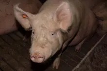 Danish Crown niespodziewanie podnosi ceny tuczników.