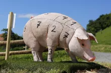 Model świni z zaznaczonymi numerami i liniami podziału tuszy rzeźnej.