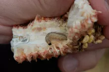 Omacnica prosowianka w rdzeniu kolby kukurydzy