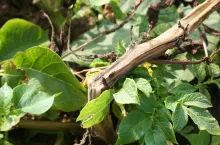 Szara pleśń na łodydze ziemniaka