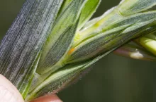 Pryszczarek pszeniczny larwa