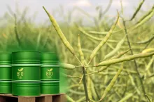 Rzepak z dieslem w tle