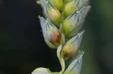 Fuzarioza kłoda - początkowe objawy brunatnienie nasady plewki