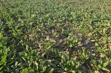 Nawet odmiay CR+ nie są gwarantem, że chwościk nie wystąpi na plantacji (taka odmiana na zdjęciu po lewej). Na zdjęciu po prawej widać wyraźnie, że chwościk zaatakował buraki najpierw w miejscu, gdzie wcześniej była pryzma.