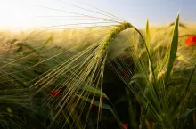 Kłos jęczmienia ozimego