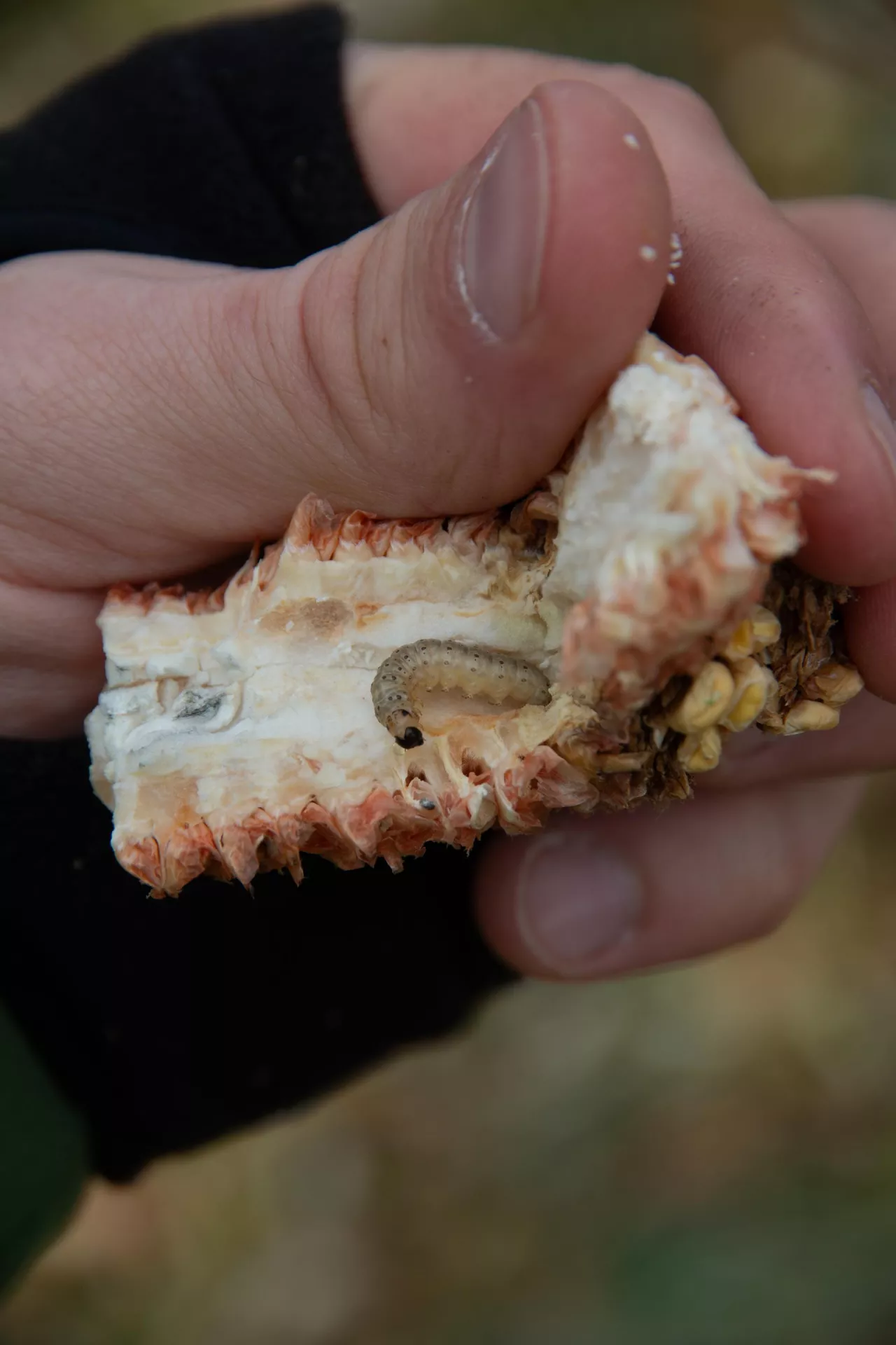 Omacnica prosowianka w rdzeniu kolby kukurydzy