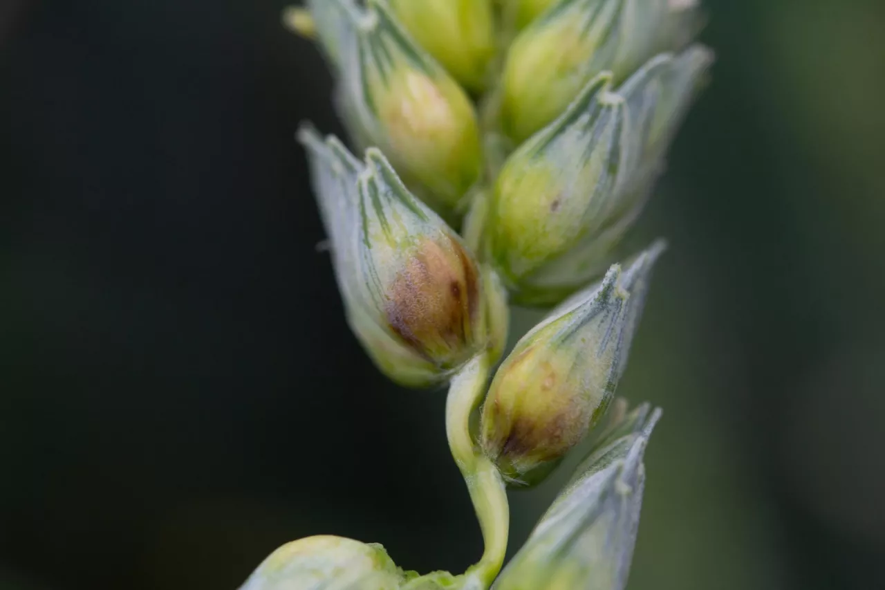 Fuzarioza kłoda - początkowe objawy brunatnienie nasady plewki