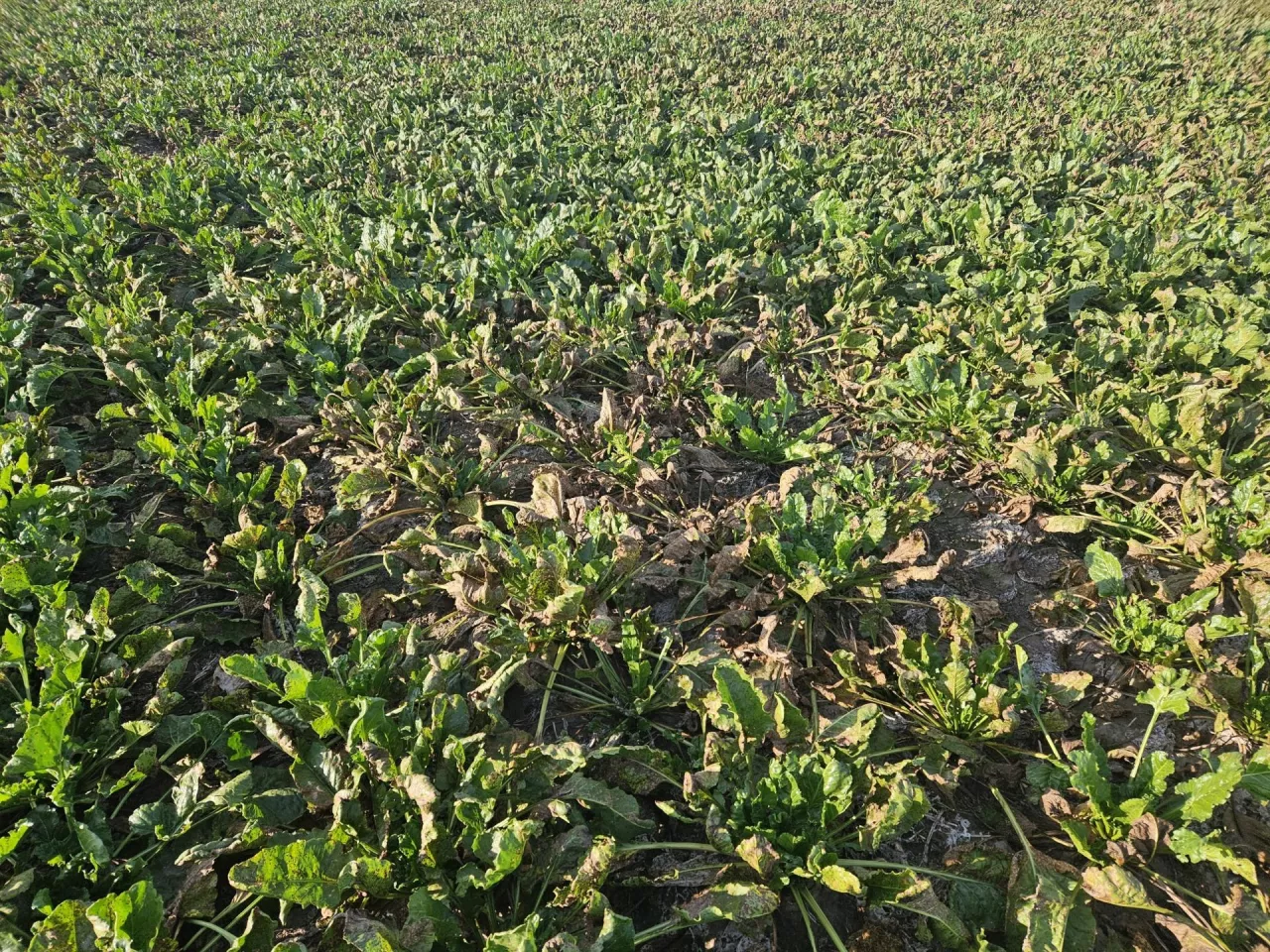 Nawet odmiay CR+ nie są gwarantem, że chwościk nie wystąpi na plantacji (taka odmiana na zdjęciu po lewej). Na zdjęciu po prawej widać wyraźnie, że chwościk zaatakował buraki najpierw w miejscu, gdzie wcześniej była pryzma.