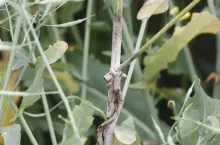 Zgnilizna twardzikowa na środkowym odcinku pędu.