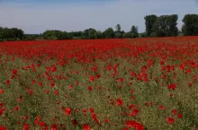 rzepak zachwaszczenie łuszczyna