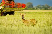 dzikie zwierzęta na polu, żniwa, pokosy, koszenie łąk