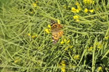 Rusałka osetnik - motyl, szkodnik soi