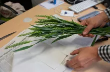 Przygotowanie kłosów do testu kopertowego na fuzariozy