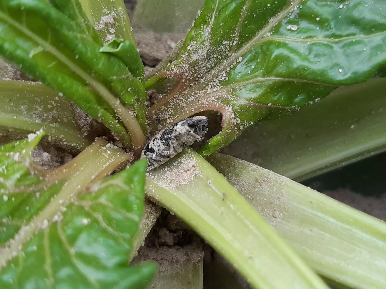 buraki szarek komośnik