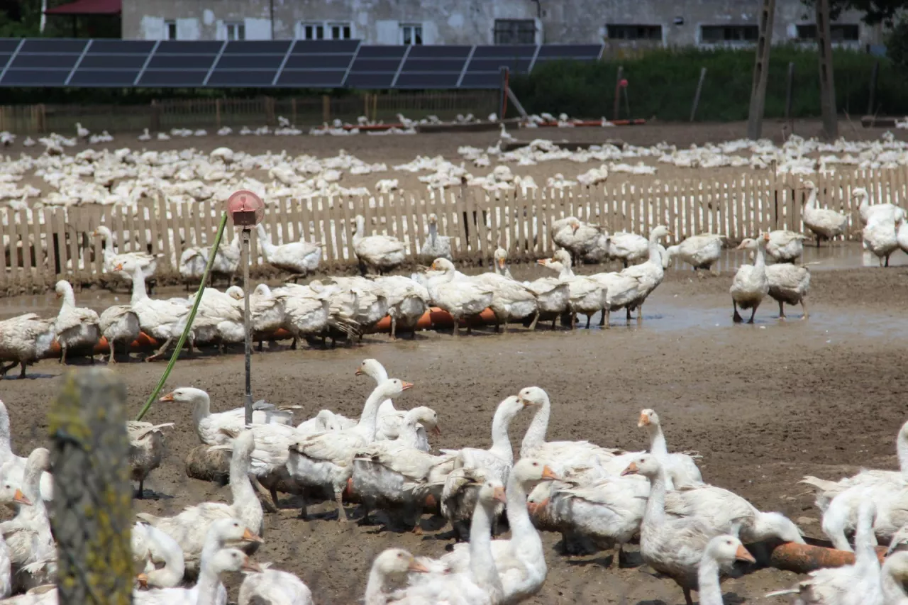 Szczególnie trudna sytuacja panuje u producentów kaczek i gęsi. Powrót do normalnych poziomów produkcji będzie możliwy dopiero w kolejnym sezonie