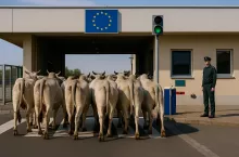 Fotorealistyczna ilustracja przedstawia stado krów rasy zebu przechodzące przez europejskie przejście graniczne pod logo UE, symbolizując import produktów rolnych w ramach umowy handlowej UE–Mercosur.