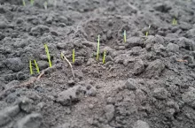 mgła woda na glebie i pszenicy