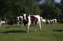 Rząd Węgier wycofał się z zakazu importu polskich zwierząt i mięsa, który wprowadzono przez pryszczycę.