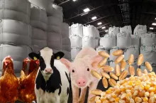 ceny skupu, a ceny nawozów