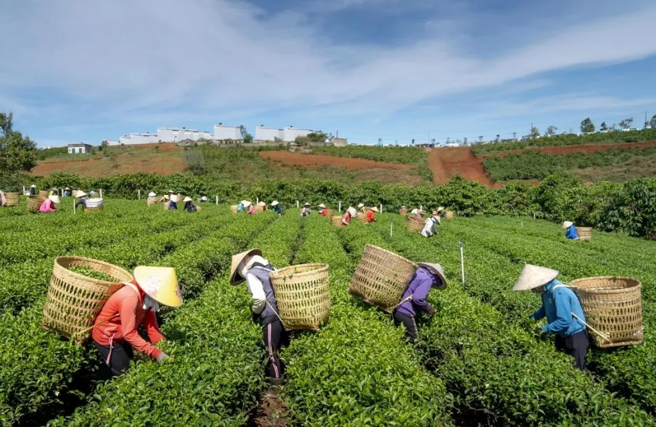 Azja, rolnictwo, rolnictwo w Azji