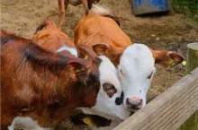 Egzotyczny serotyp pryszczycy pojawia się tuż obok Europy.