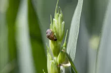 Skrzypionka zbożowa