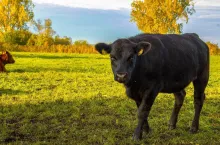 Trzecia szczepionka na chorobę niebieskiego języka (BTV-3) już z unijnym zatwierdzeniem.
