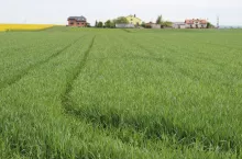 Konieczne jest wprowadzenie zmian WPR UE na bardziej konkurencyjną, a nie narzucanie nam – profesjonalnym rolnikom zasad, których inne kraje poza UE nie stosują – twierdzi Porozumienie Rolników ”Zboża, oleiste, białkowe razem”