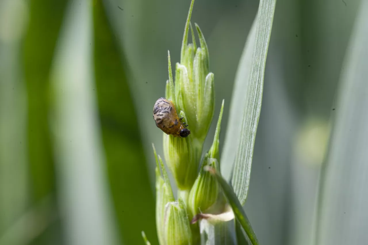 Skrzypionka zbożowa