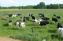 Krowy na pastwisku przebywają przez większość czasu, spędzając w chłodzie upalne noce. Wracają do obory na dój i dokarmianie.