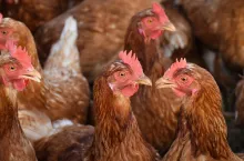 Rzekomy pomór drobiu znów atakuje na dużych fermach. Gdzie tym razem?