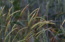 Wyczyniec polny - wiechu kłosokształtne w pszenicy