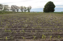 Za tym, aby umożliwić uprawę roślin GMO w Polsce, opowiedziało się niedawno Porozumienie Rolników ”Zboża, oleiste, białkowe razem”