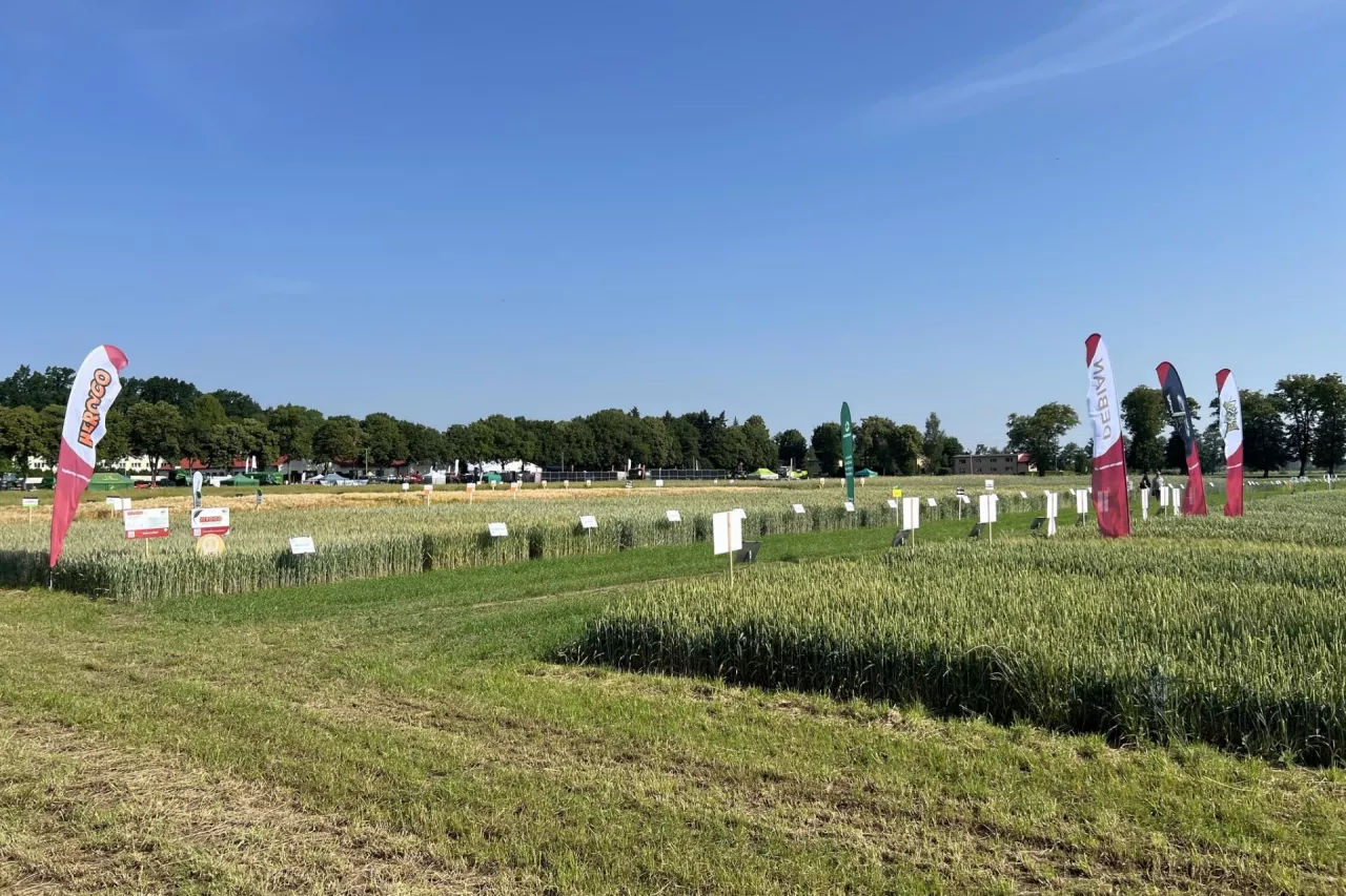 Poletka demonstracyjne podczas Targów Rolniczych 2024 w Sielinku.