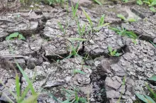 susza, susza rolnicza