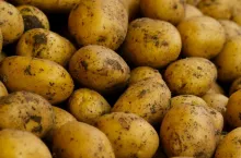młode ziemniaki cena maj 2025