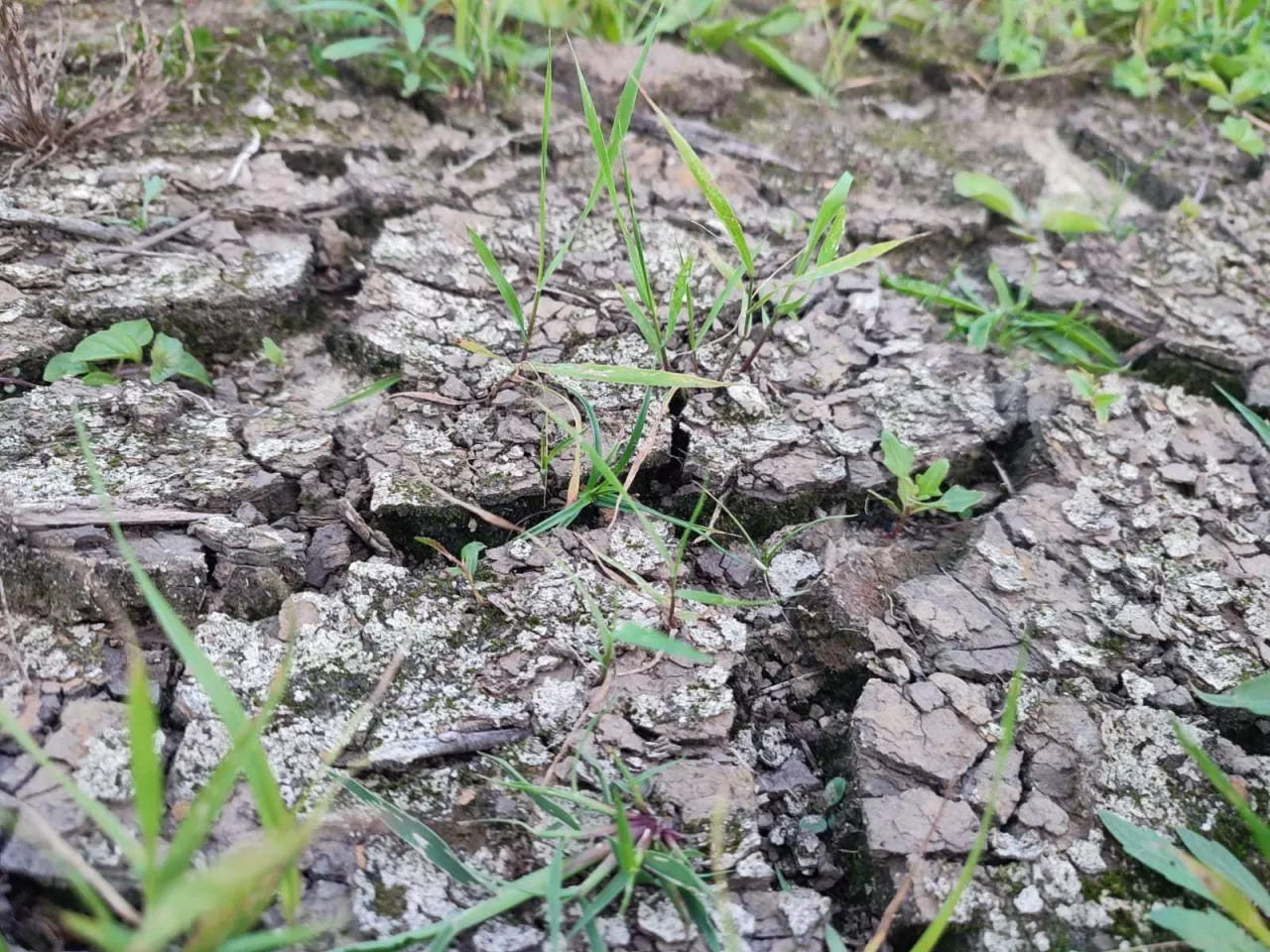 susza, susza rolnicza