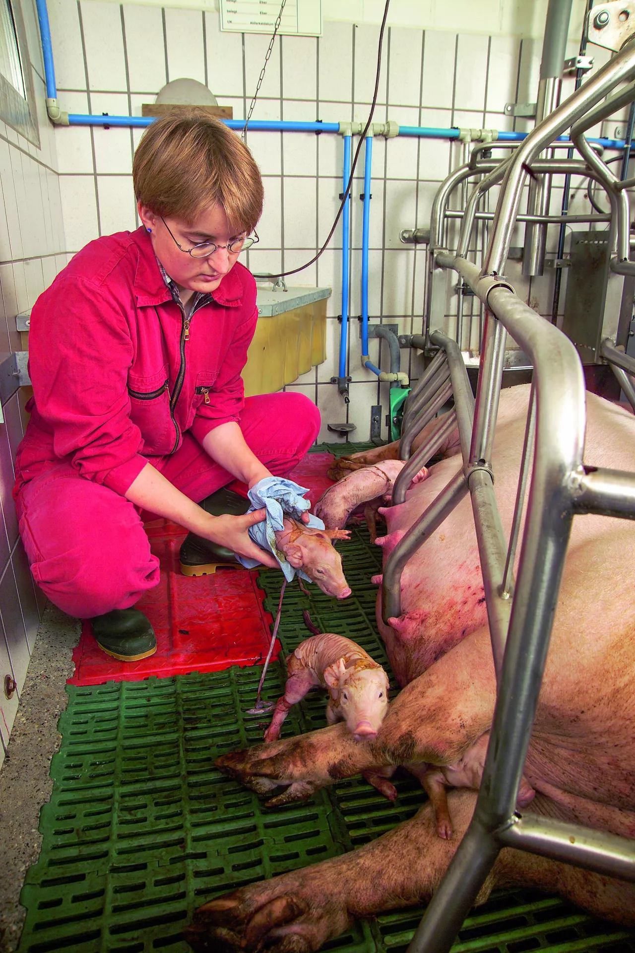 Duży wysiłek fizyczny związany z porodem jest częstą przyczyną strat wśród loch.