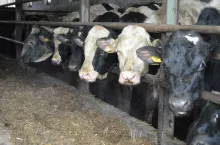 Zakład ubojowy fałszował dokumenty bydła